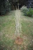 Juniperus virginiana Scopulorum (jalovec)