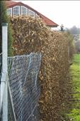 stejný živý plot z habrů během různých vegetačních fází - koncem zimy v Ochozi